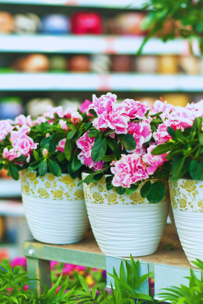 azaleas in white pots