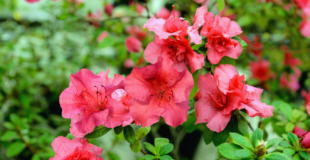fluffly red azaleas