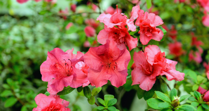 fluffly red azaleas