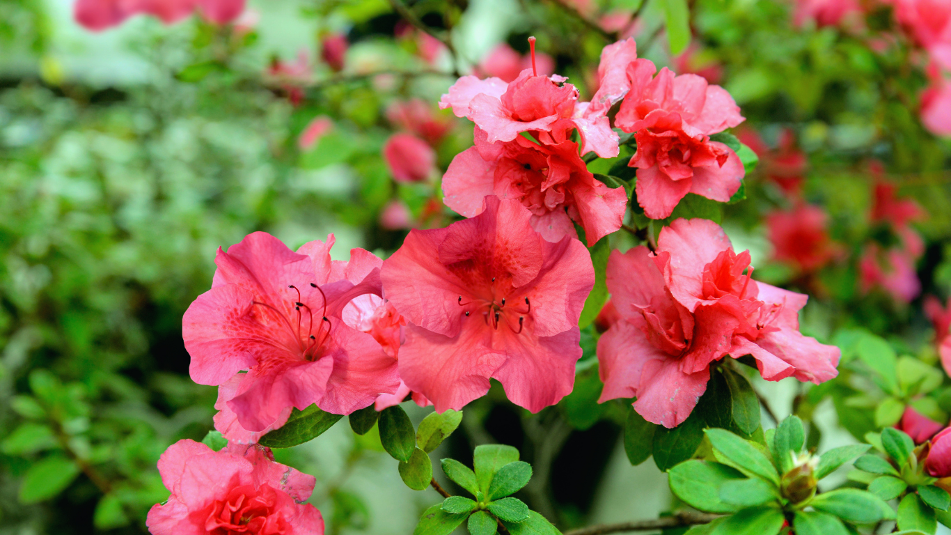 fluffly red azaleas