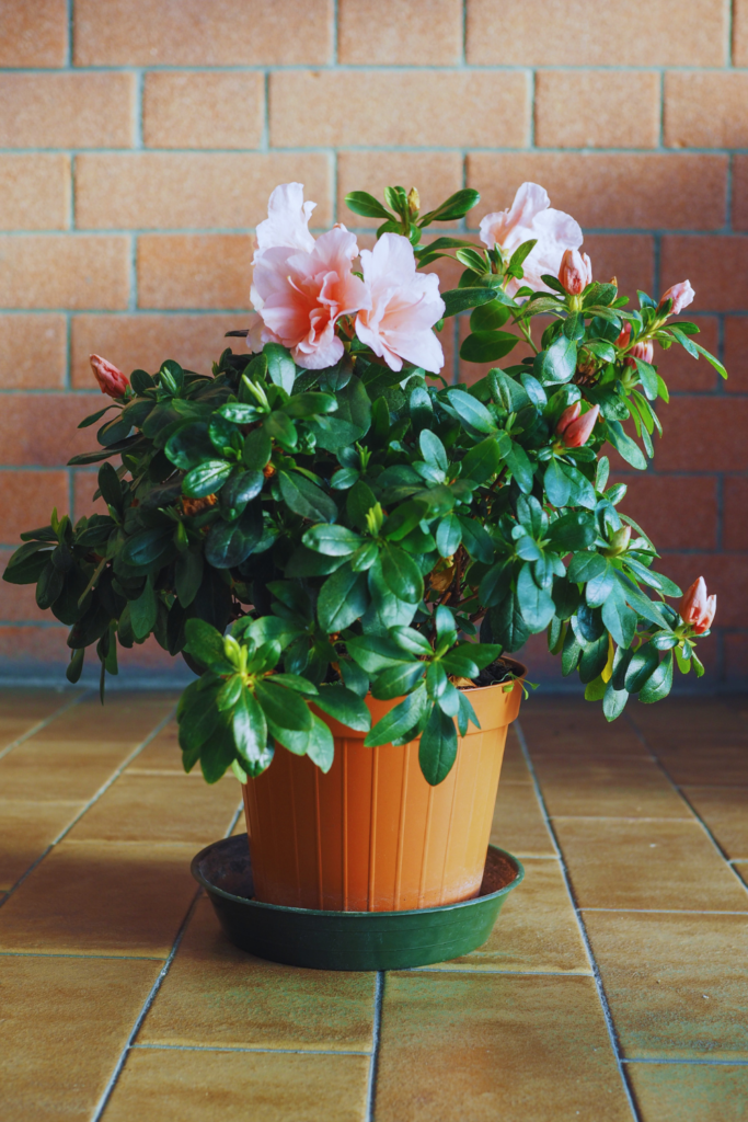 light pink azaleas