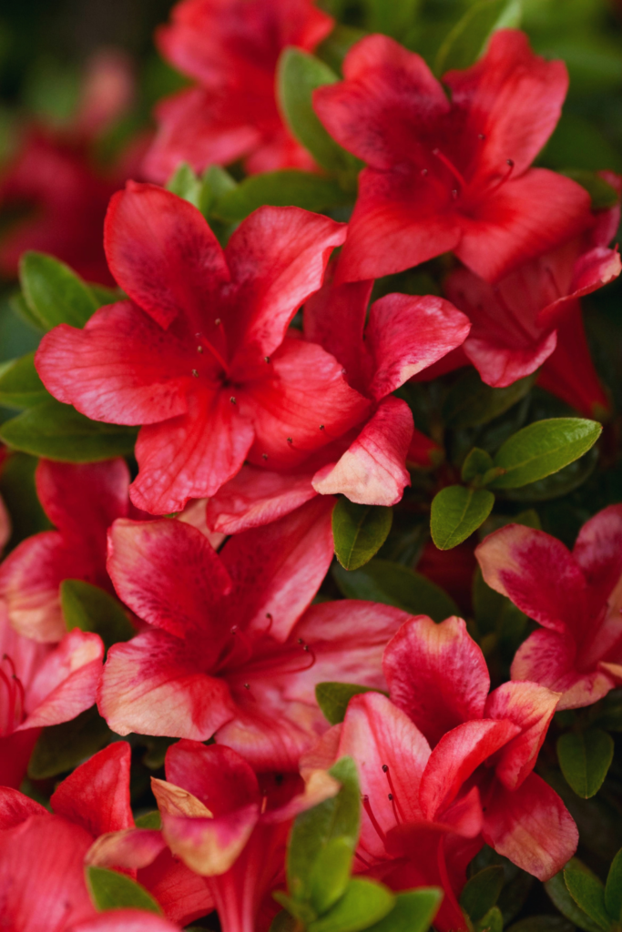 red azalea flowers