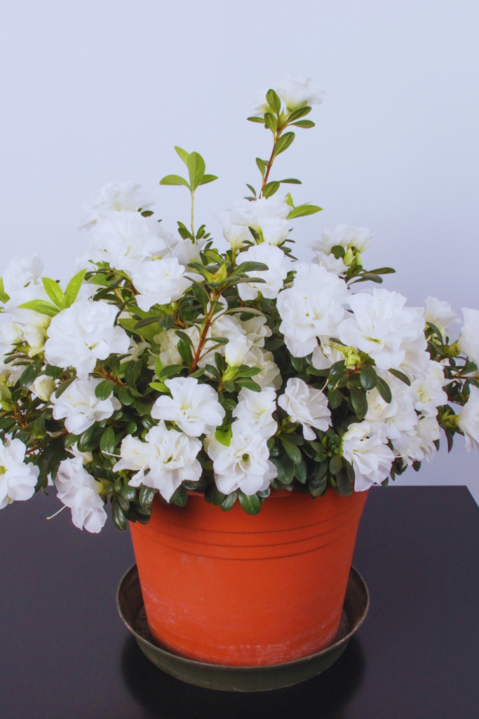 white azalea flowers