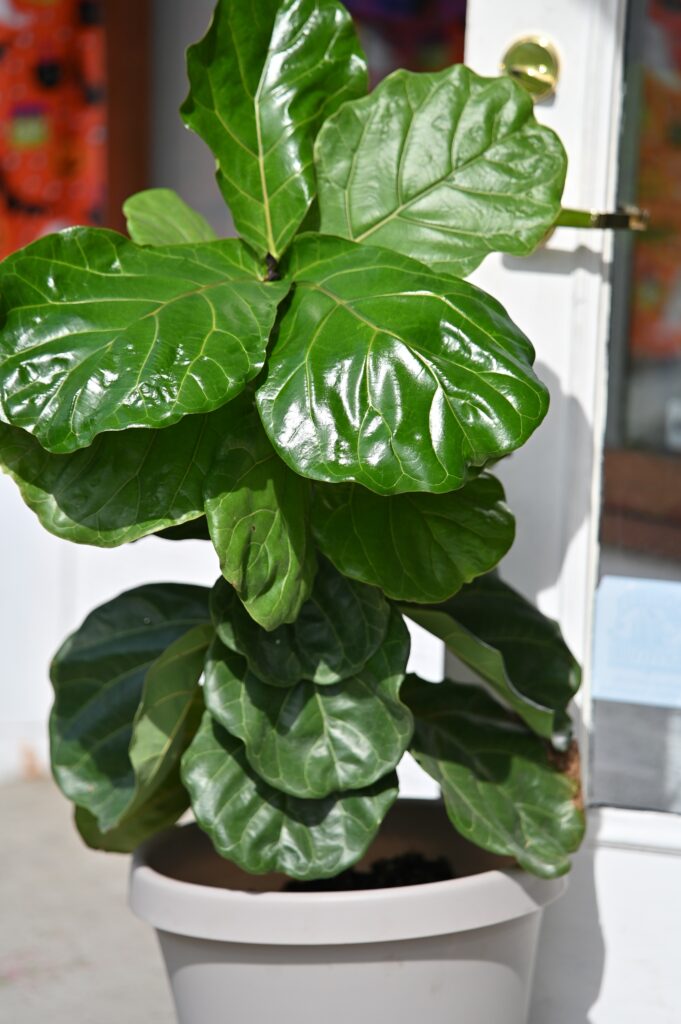 fiddle leaf fig tree