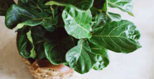 fiddle leaf fig tree close-up