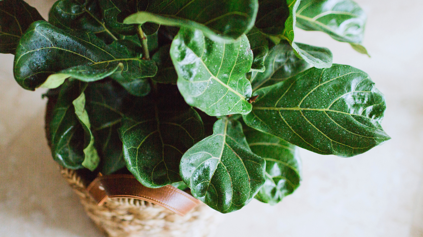 fiddle leaf fig tree close-up