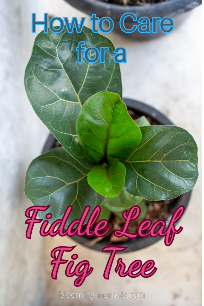 how to care for a fiddle leaf fig tree