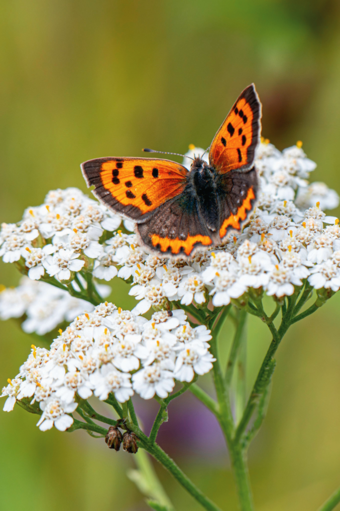 butterfly on white yarrow