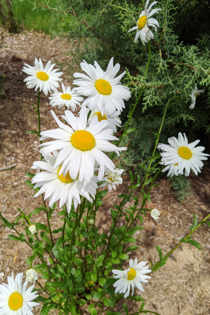 shasta daisies