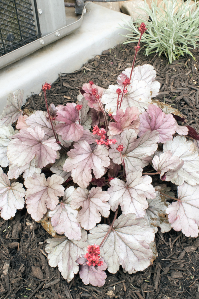 silver gumdrop coral bells